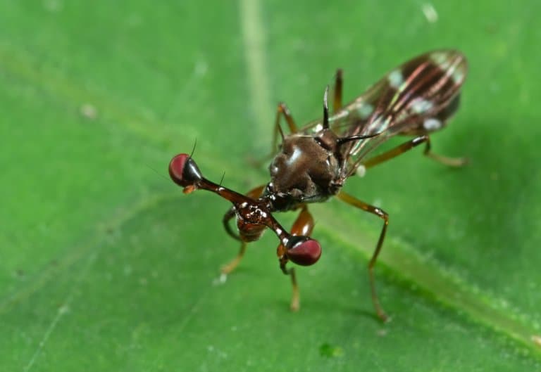 Stalk-Eyed Fly Facts