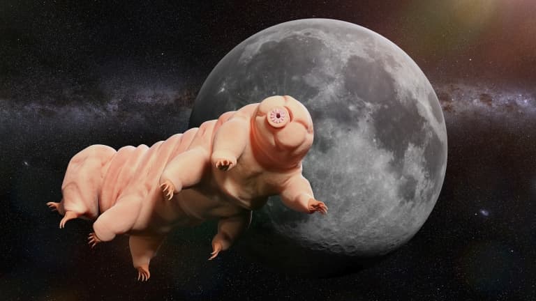 tardigrade in space!
