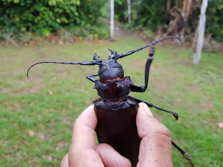 titan beetle larvae