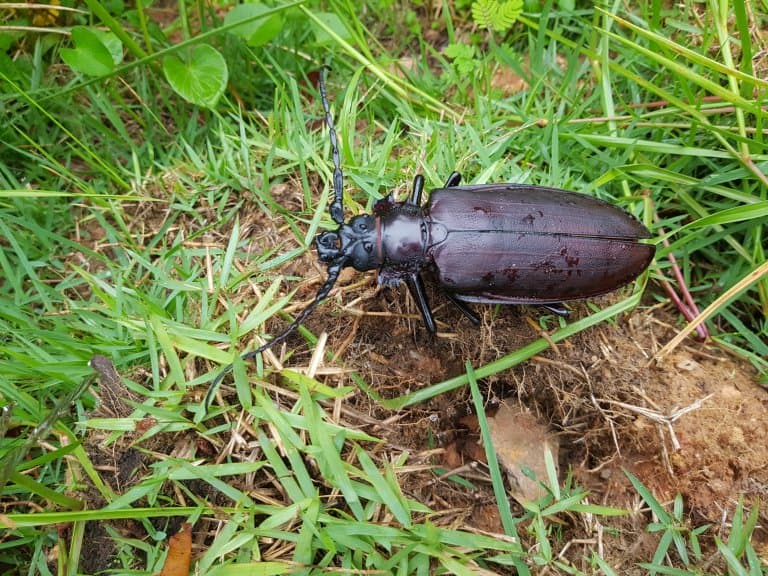 Titan Beetle walking on the ground in grass