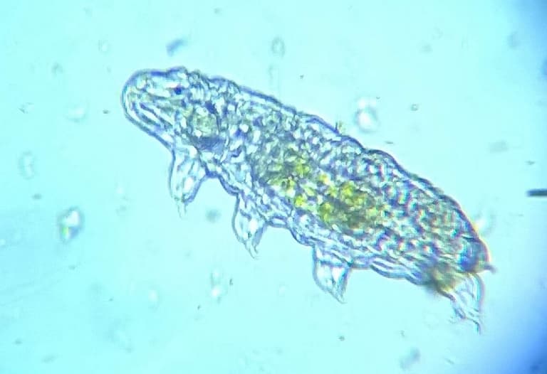  tardigrade under a microscope