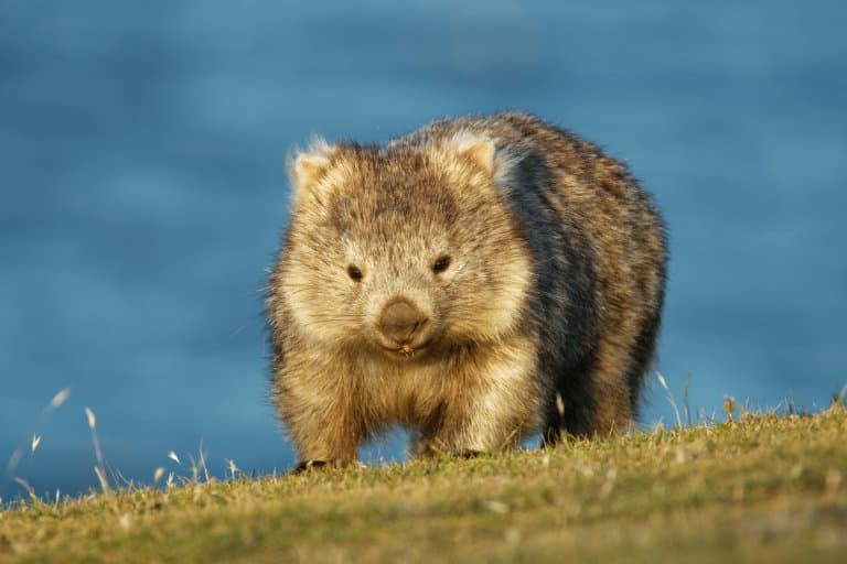 Wombat scoffing grass