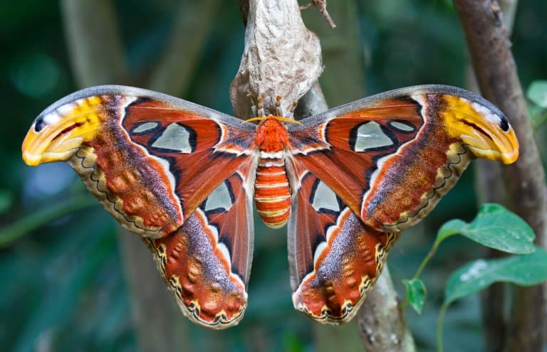 Atlas Moth Facts 