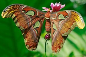 10 Atlas Moth Facts - Fact Animal