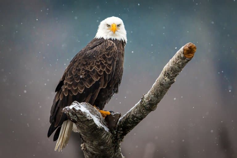 young bald eagle facts