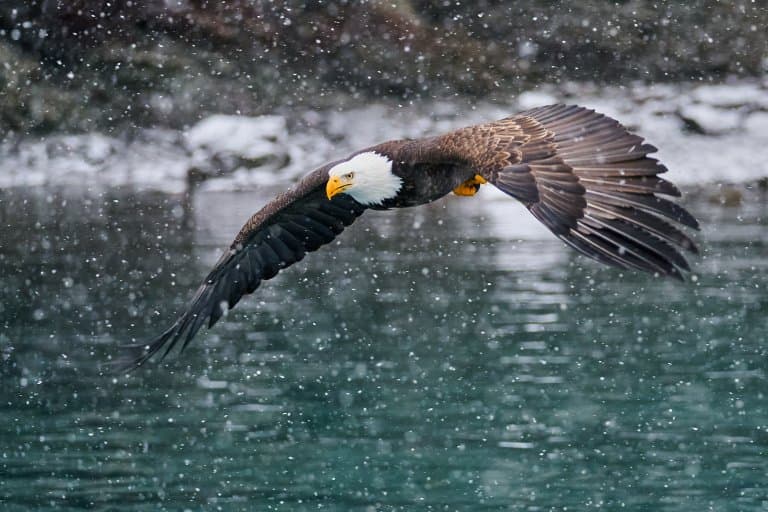 Bald Eagle flying over lake