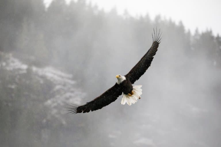 Bald Eagle Wingspan