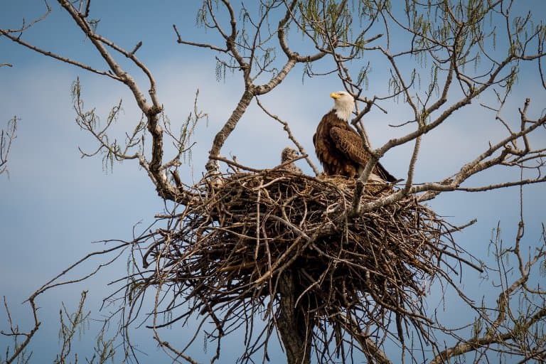 Bald Eagle Nest