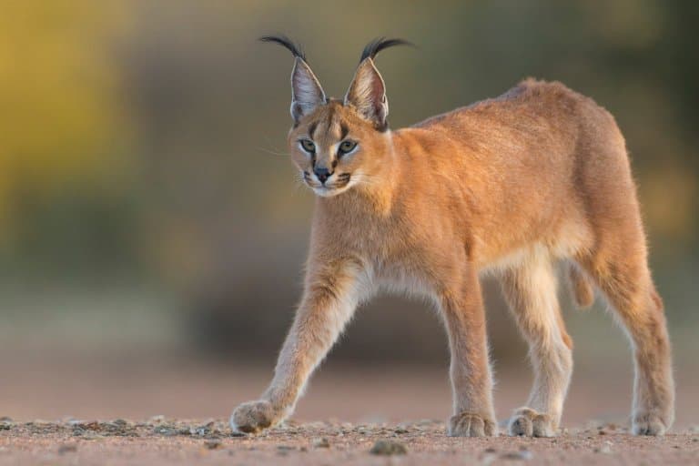 caracal facts