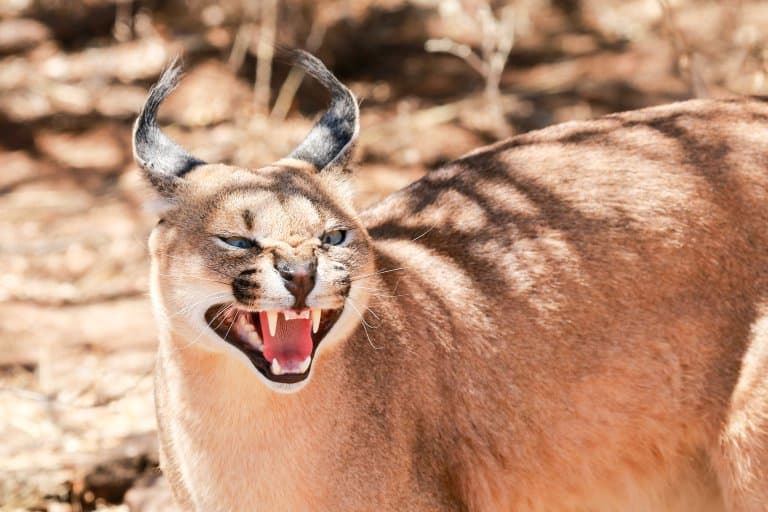 caracal hissing
