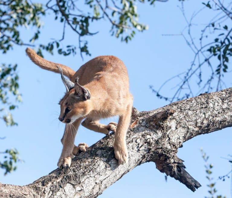 caracal in a tree