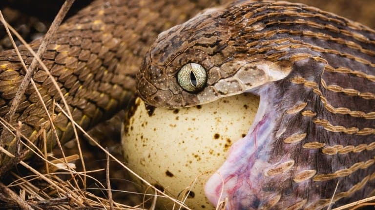 12 Egg-cellent Egg-Eating Snake Facts - Fact Animal