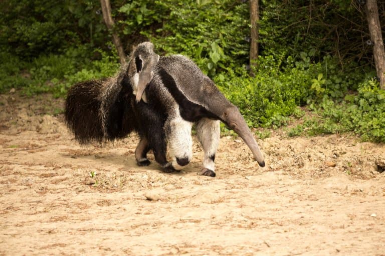Giant Anteater with baby on her back