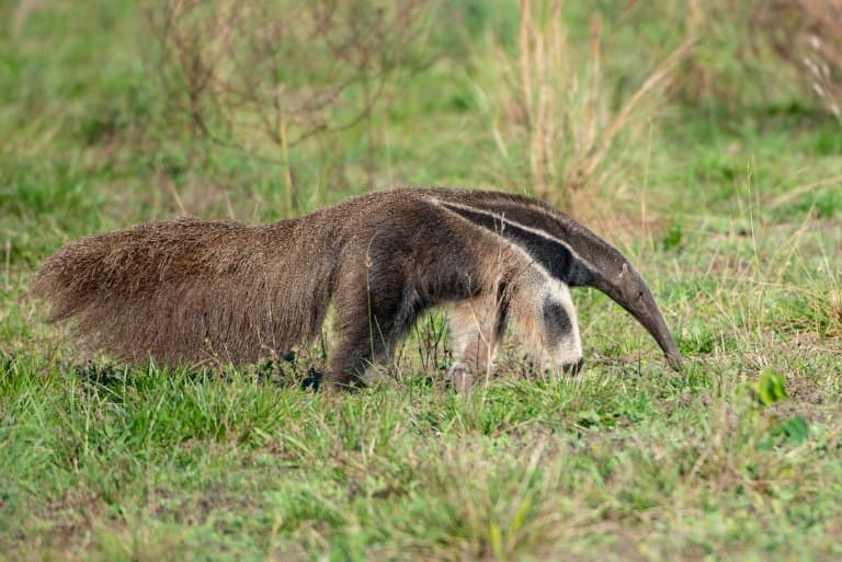 12 Astonishing Giant Anteater Facts - Fact Animal