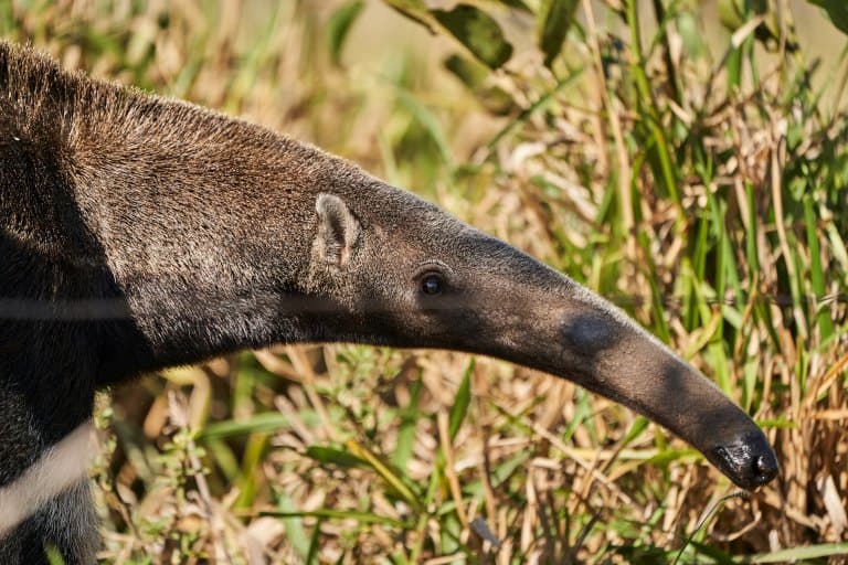 Giant Anteater elongated snout