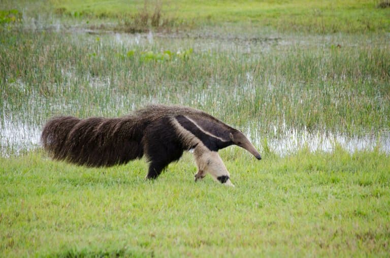 Giant Anteater 