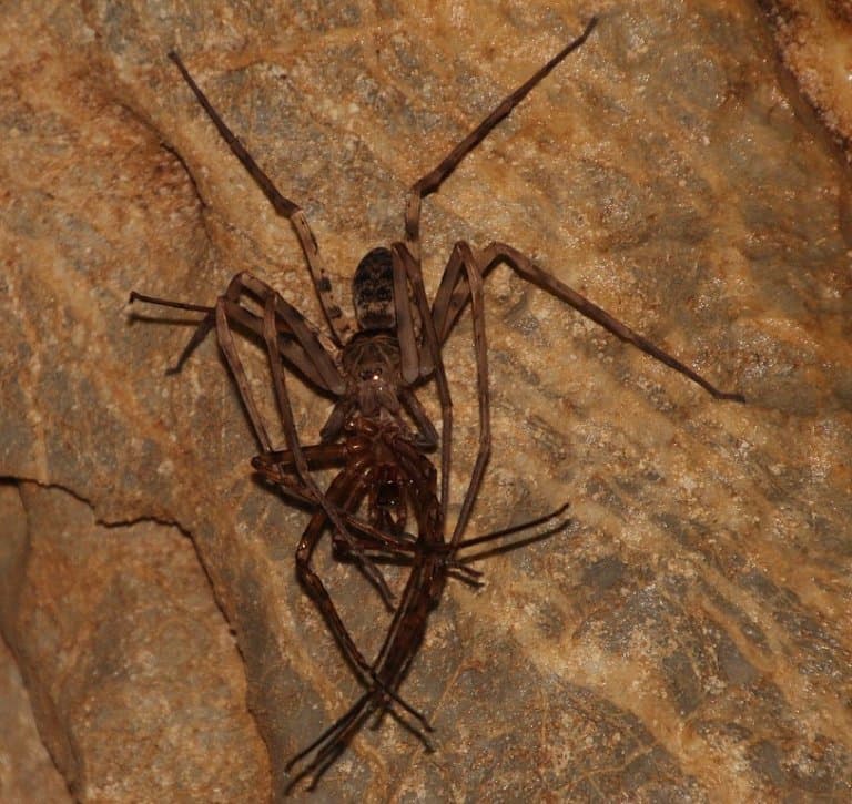 Giant Huntsman Spider cannibalism