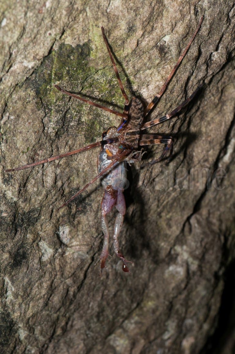 Giant Huntsman Spider eating a frog (Micryletta inornata)