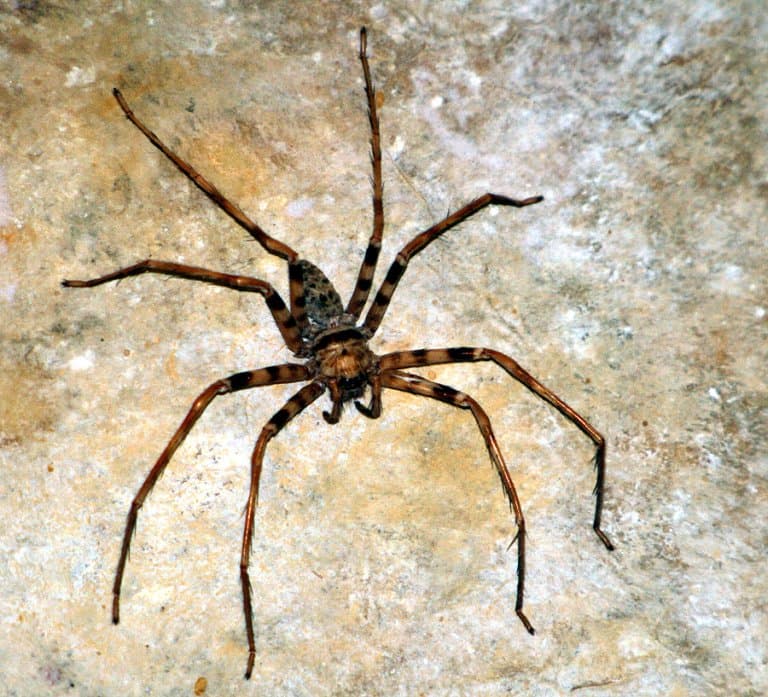 Giant huntsman spider: The largest spider by leg span