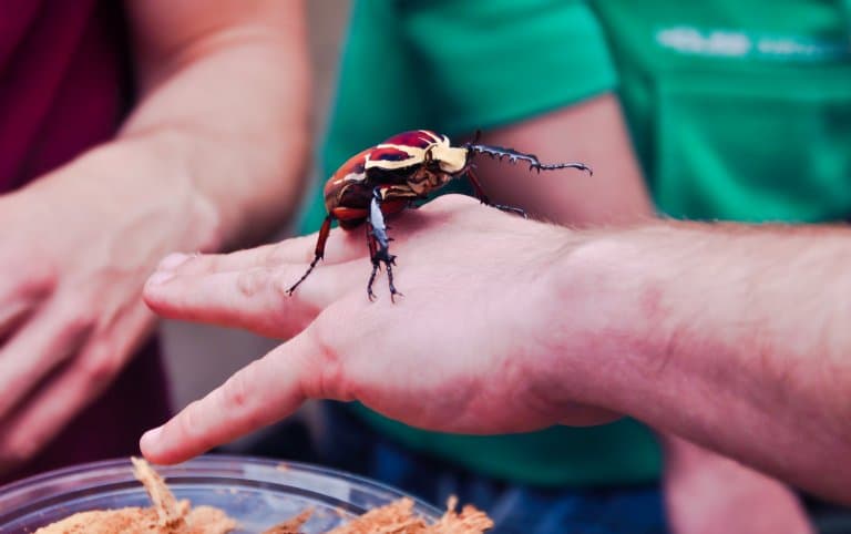 Goliath Beetle in hand