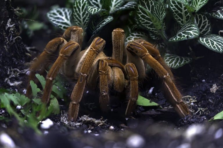 goliath bird eating tarantula on dinner plate