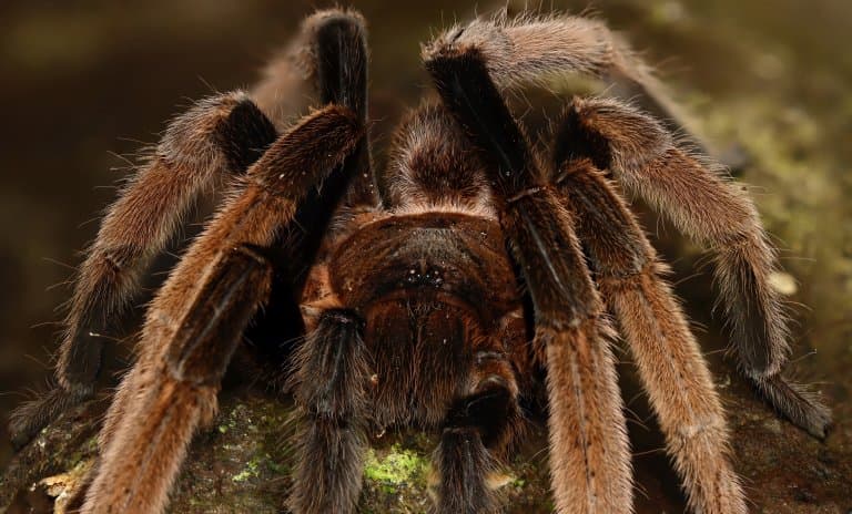 goliath bird eating tarantula on dinner plate