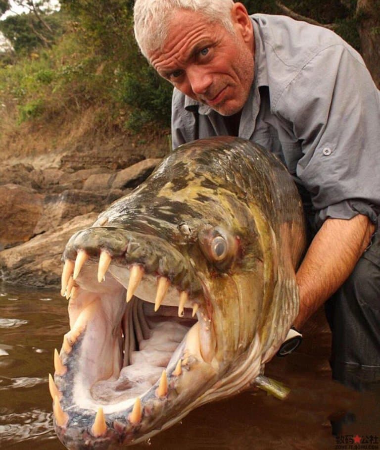 Jeremy Wade with a goliath tigerfish