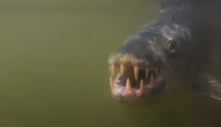 Goliath tigerfish underwater, mouth open!