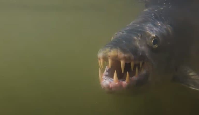 goliath tiger fish attacks crocodile