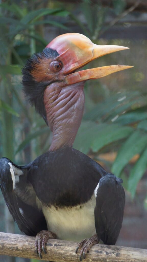 12 Helmeted Hornbill Facts Fact Animal