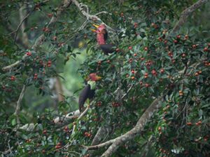 12 Helmeted Hornbill Facts - Fact Animal