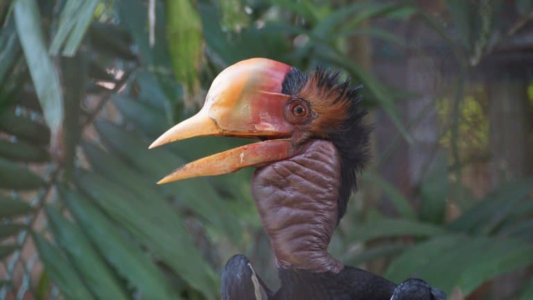 Helmeted Hornbill Facts