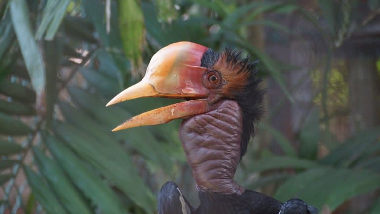 12 Helmeted Hornbill Facts - Fact Animal