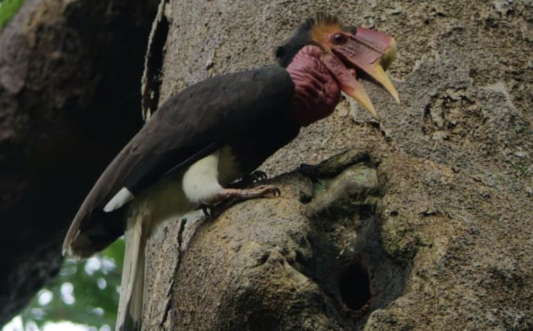 Helmeted Hornbill and nest, feeding a chick inside