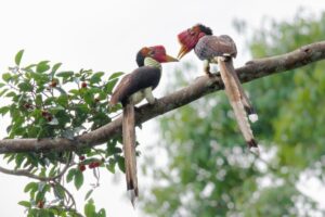 12 Helmeted Hornbill Facts - Fact Animal