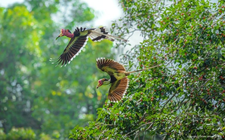 Helmeted Hornbills flying