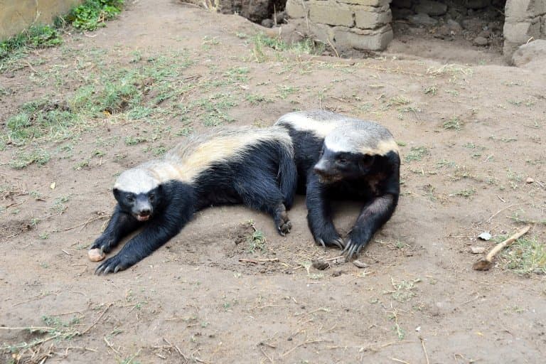 14 Honey Badger Facts - Fact Animal