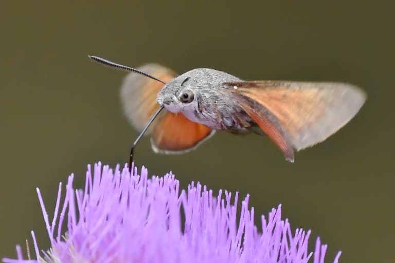 What Is A Hummingbird Hawk Moth At Carlos Snyder Blog What Is A Hummingbird Hawk Moth At Carlos Snyder Blog