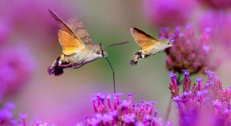 Hummingbird Hawk-Moths