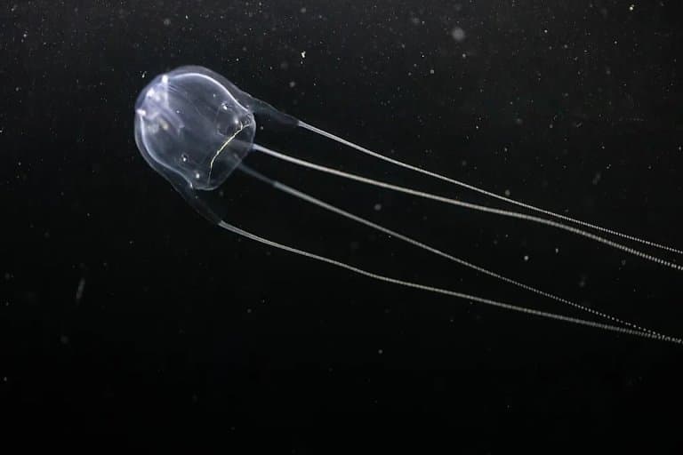 smallest jellyfish in the world