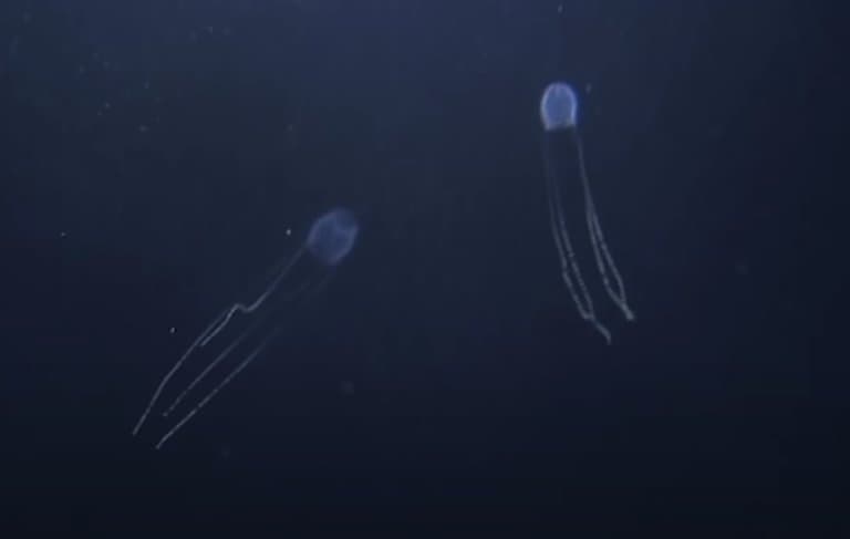 Two Irukandji Jellyfish