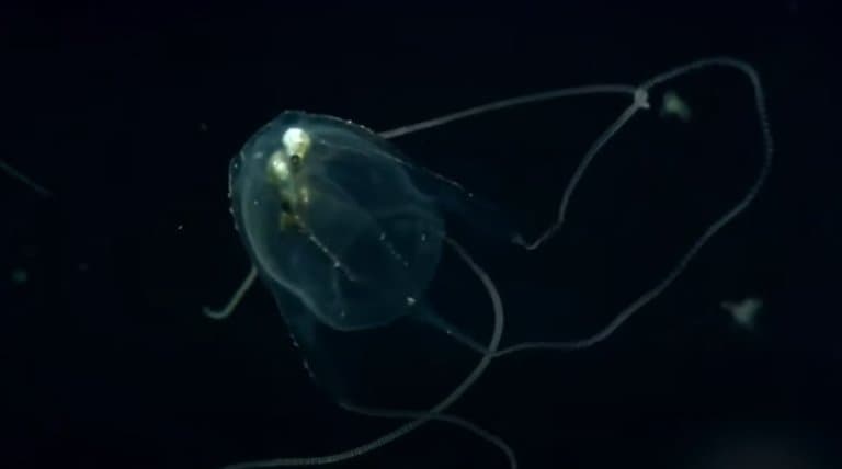 Irukandji Jellyfish