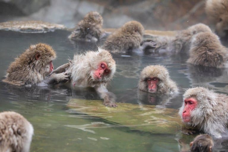 Japanese Macaque bathing in a hot spring