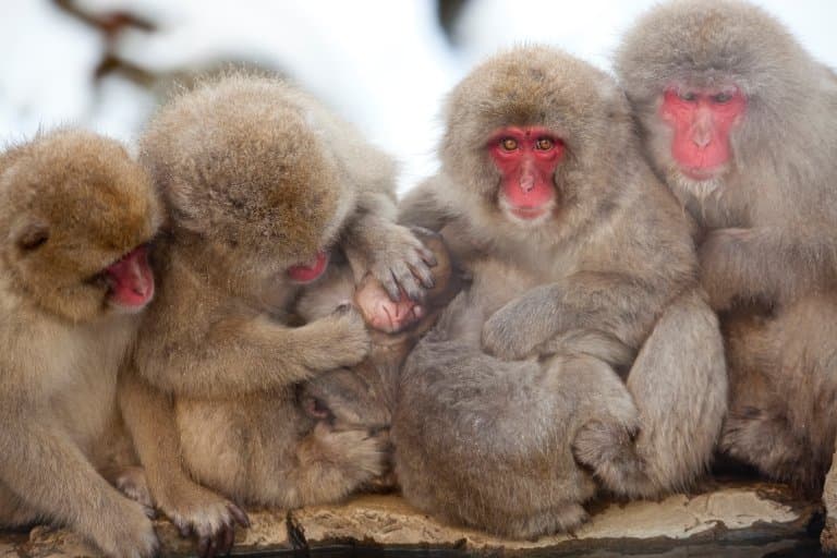 Macaques huddle to keep warm