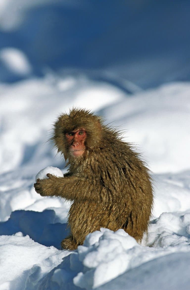 japanese macaque with a snowball