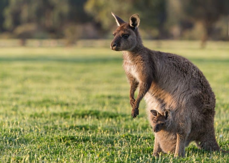 15 Krazy Kangaroo Facts - Fact Animal