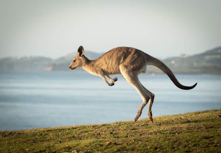 kangaroo hopping