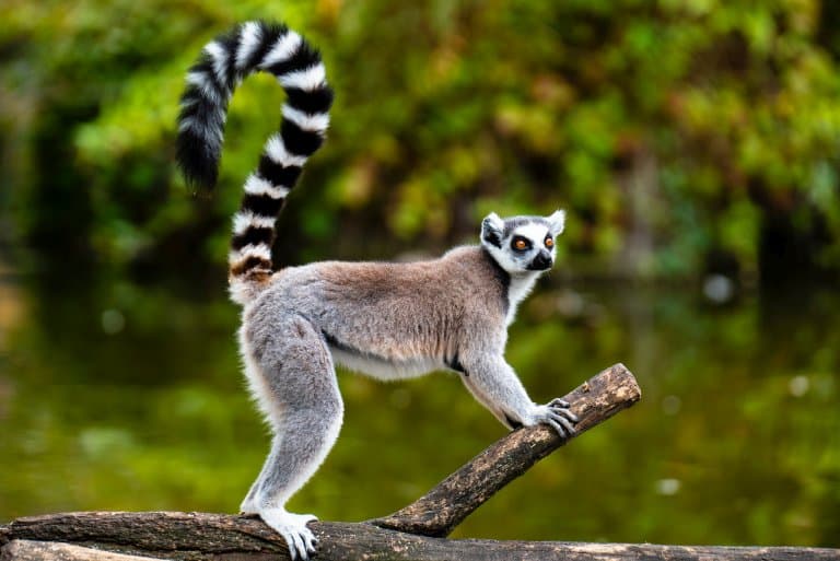 13 Astonishing Lemur Facts - Fact Animal