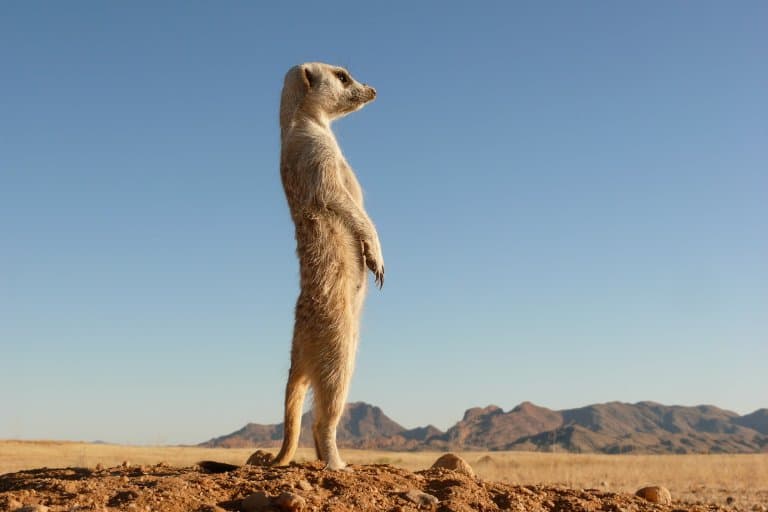 15 Marvelous Meerkat Facts - Fact Animal