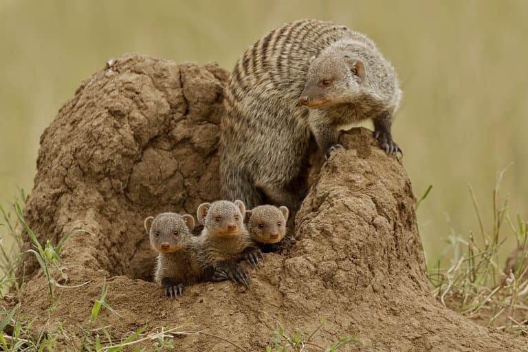 10 Mad Mongoose Facts - Fact Animal